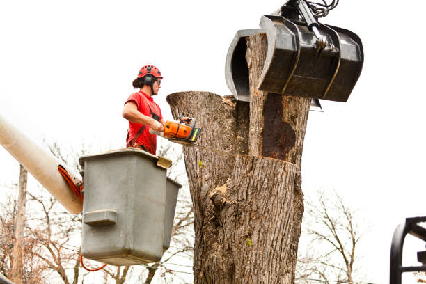 Best Tree Risk Assessment  in Hondo, TX